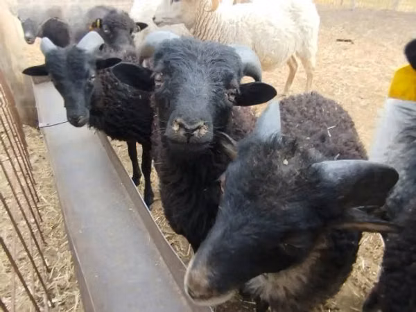 قوچ, Ouessant sheep — مجارستان
