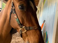 اسب نر, Tennessee Walking Horse — عکس 1