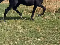 Merrie, Paarden — foto 1