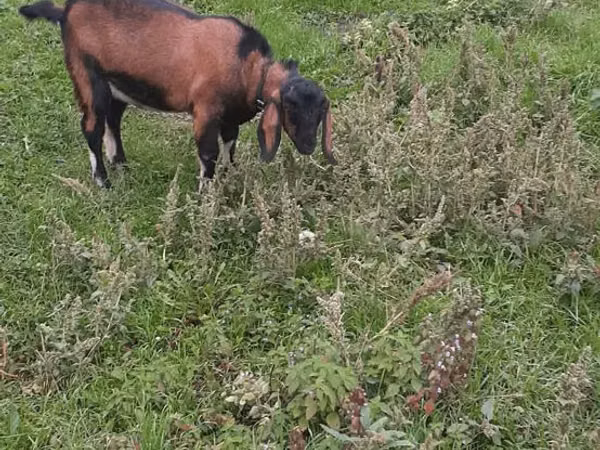 Billy Goat, Nubian Goat — Moldova