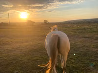 Mare, Horses — photo 3