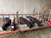 Kambing jantan, Sheep — foto 1