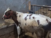 گاو و گوساله (گروه، جنسیت مشخص نشده), گاو — عکس 2