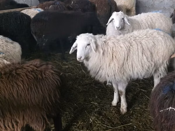 Ram, Sheep — Kyrgyzstan