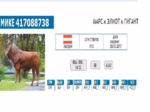 Bull, Cattle — Russia