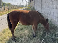 Kuda betina, Horses — foto 4