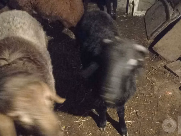 كبش, Arashan sheep