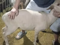 Խոյ, Hissar sheep — լուսանկար 5