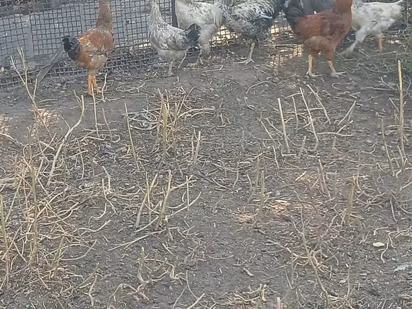 Chickens — Kyrgyzstan