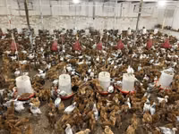 Chickens — photo 2