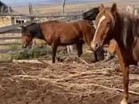 母马, Kazakh horse — 照片 1