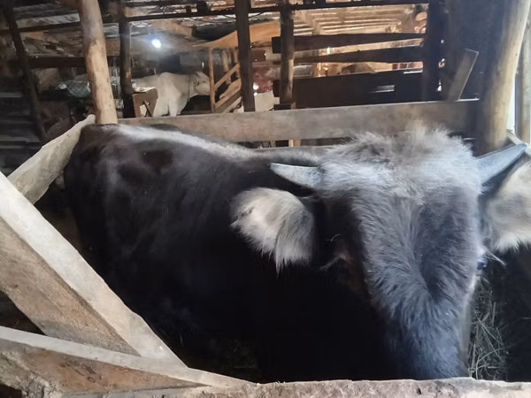 Bull, Cattle