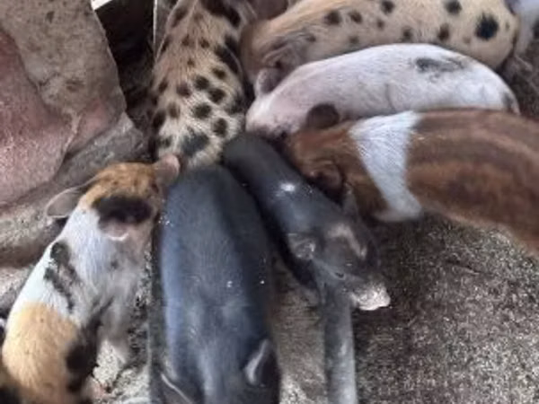 Babi betina, Pigs
