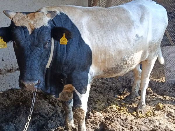 Bull, Holstein breed
