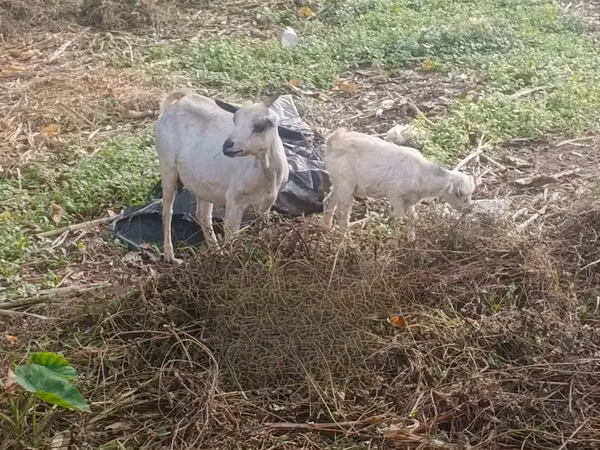 Capră, Capre