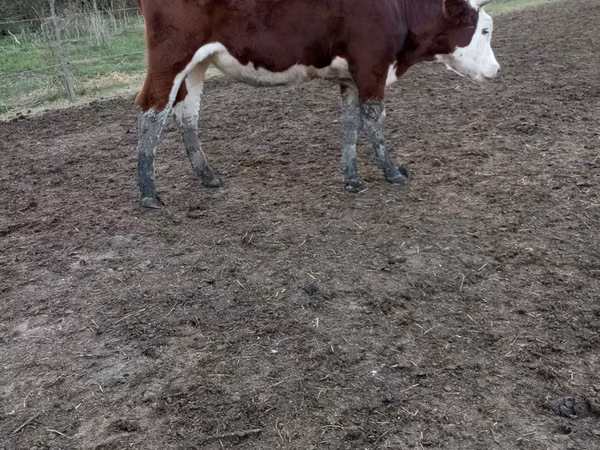 Cow, Simmental cattle — Moldova