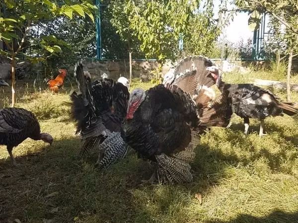 Turkeys — আর্মেনিয়া