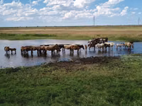 Horses (batch, sex not specified), Horses — photo 2