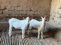 Goat, Saanen goat — photo 4