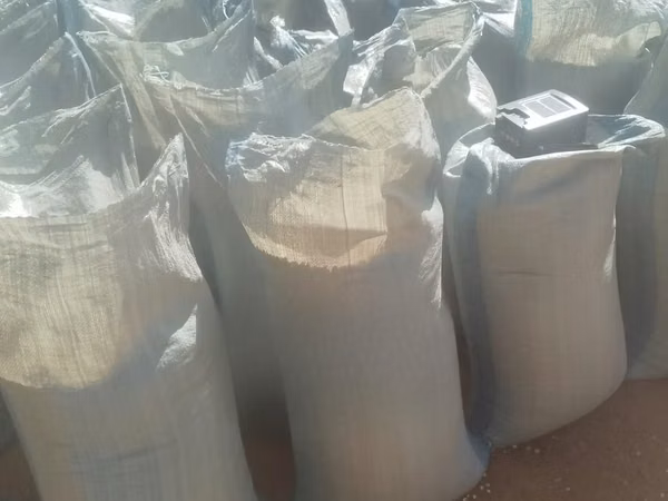 Yellow Maize for Sell