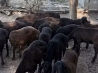 Sheep (batch, sex not specified), Hissar sheep — photo 5
