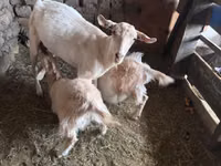 Capra, Saanen goat — foto 6