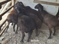 Ram, Sheep — photo 2