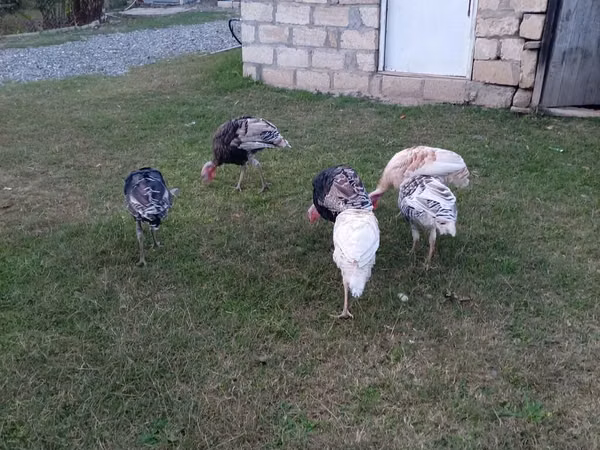 Turkeys — अज़रबैजान