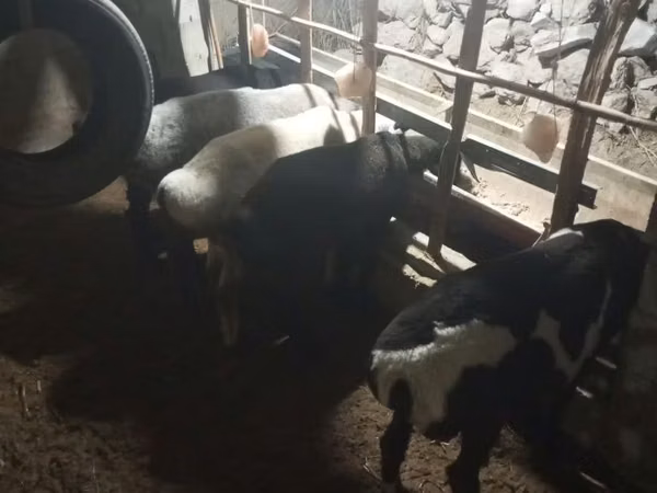 የጎትት አውራ በግ, Sheep