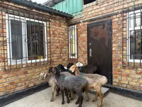 بھیڑ, Rhon sheep — تصویر 2