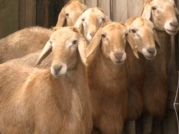 Kambing jantan, Edilbay sheep — Kazakhstan