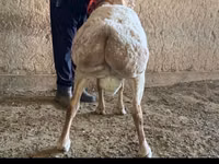 Κριός, Arashan sheep — φωτογραφία 2