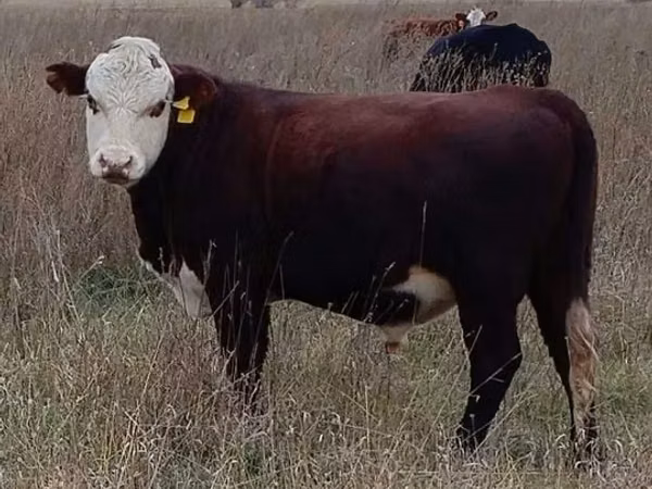 Bull, Hereford