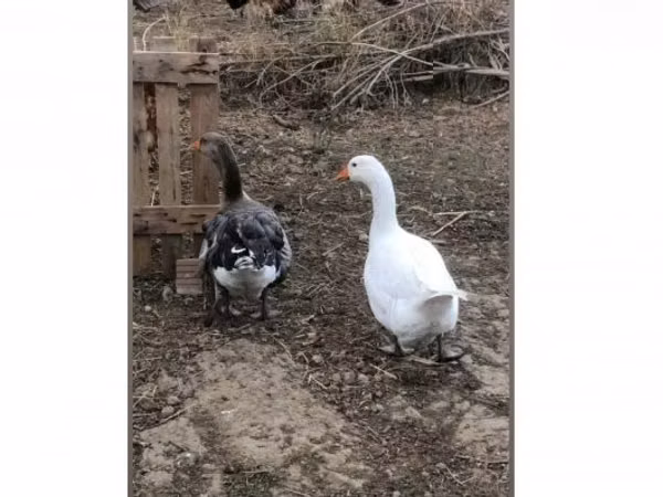 Geese — Hungary
