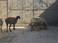 Schaap, Schapen — foto 3