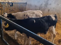 Bull, Russian Black pied cattle — photo 5