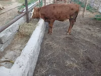 Cow, Simmental cattle — photo 4
