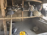 হোয়াইট — ছবি 2
