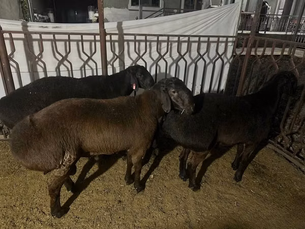 Ram, Rhon sheep — Uzbekistan