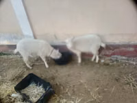 Keçi, Irish goat — foto 1
