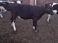 Cow, Simmental cattle — photo 2