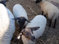 Widder, White Suffolk sheep — Foto 1