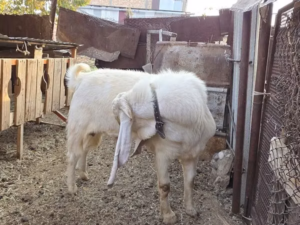 雄ヤギ, Gulabi goats