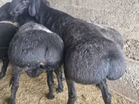 公羊, Sheep — 照片 1