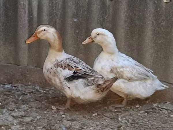 Ducks — Hungary