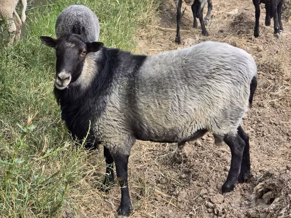 Kambing jantan, Romanov sheep
