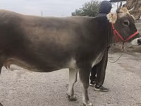 雌牛, Swiss cattle — 写真 4