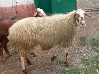 Sheep, Sheep — photo 3