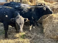 Tyre, Swiss cattle — foto 2