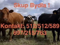Bull, Holstein breed — photo 2
